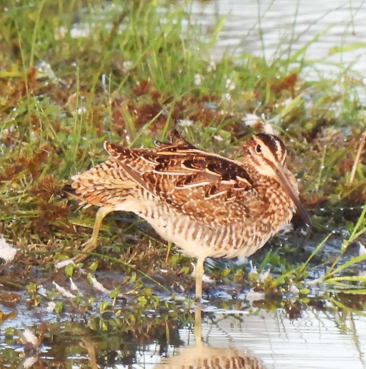 Wilson's Snipe - ML623816871