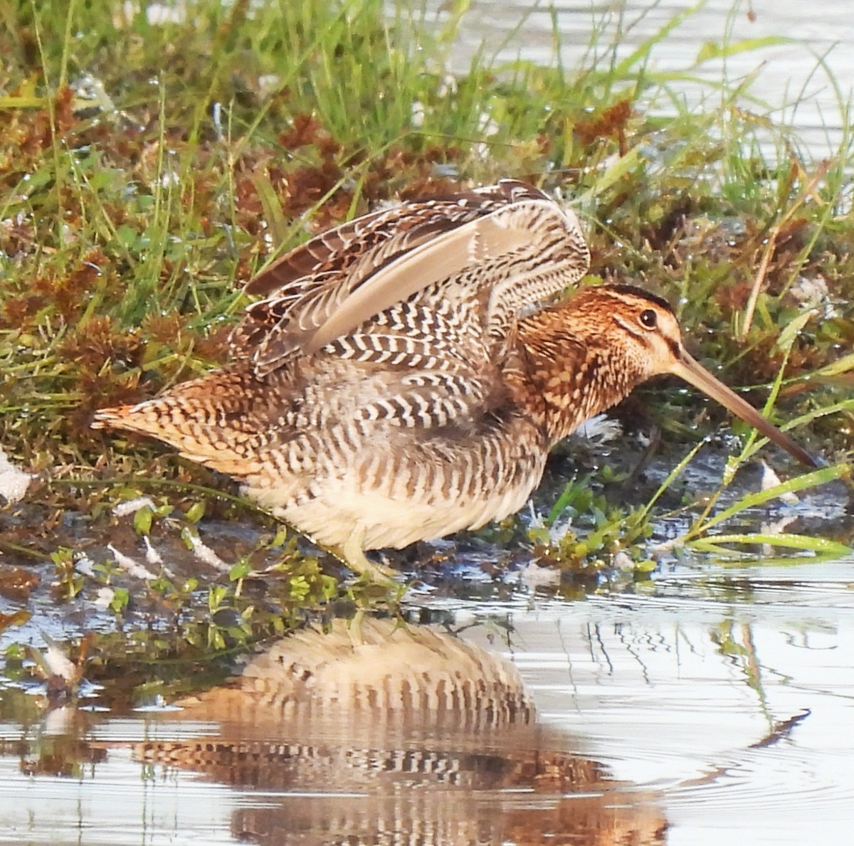 Wilson's Snipe - ML623816872