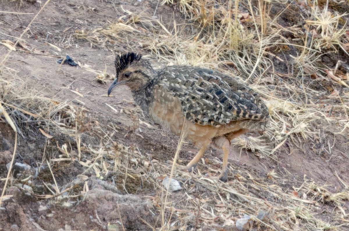 Andean Tinamou - ML623816878