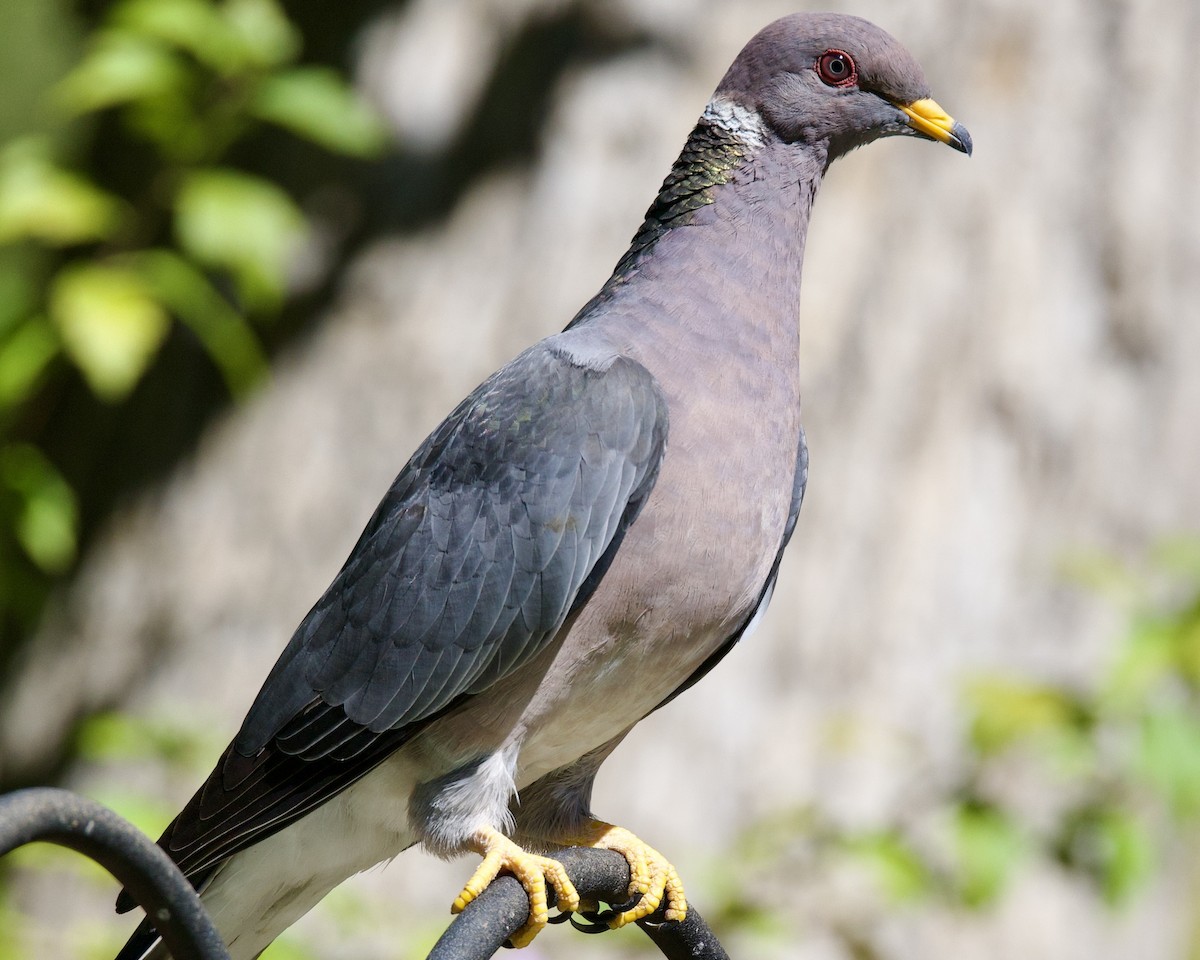 Band-tailed Pigeon - ML623816902