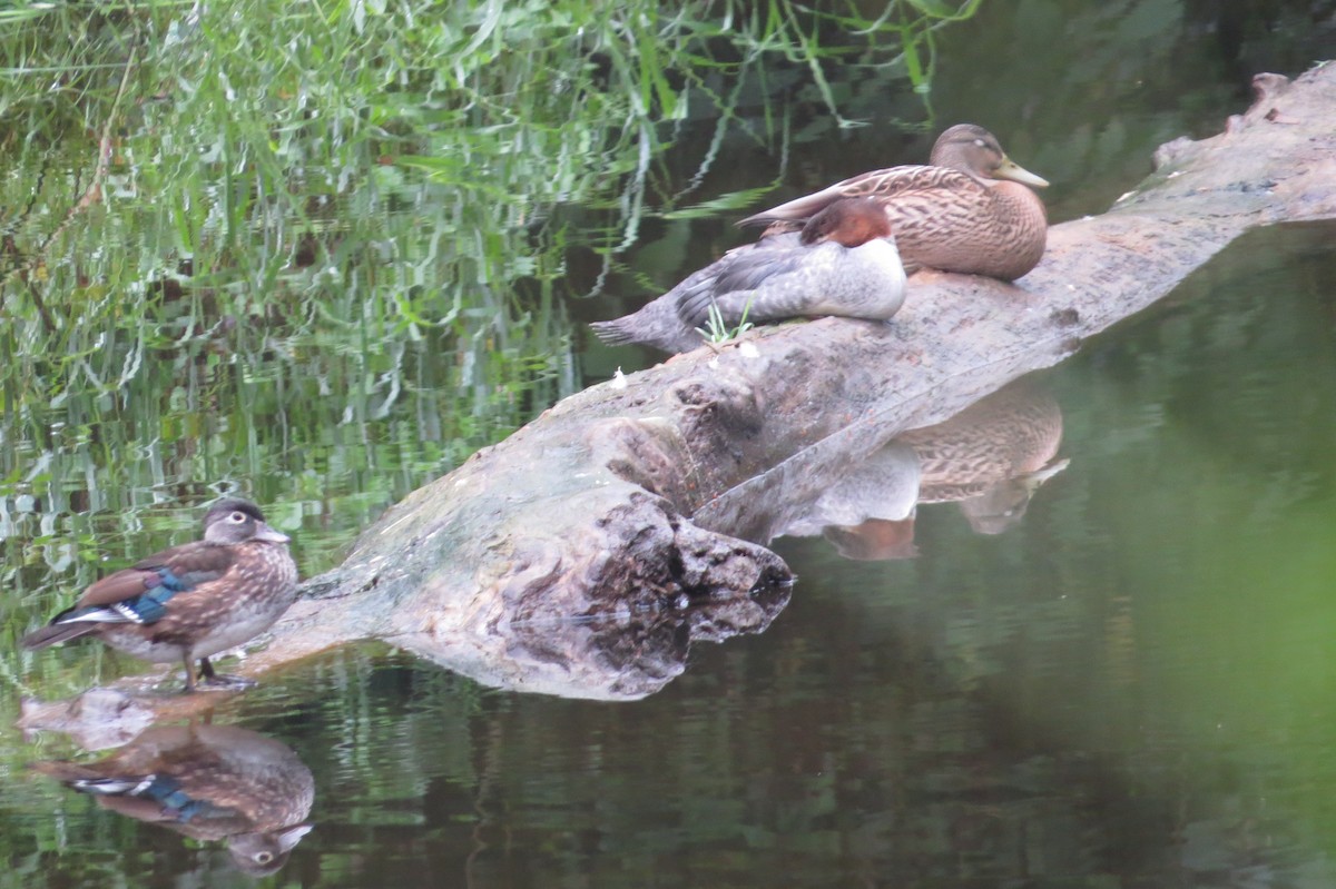 Wood Duck - ML623816944