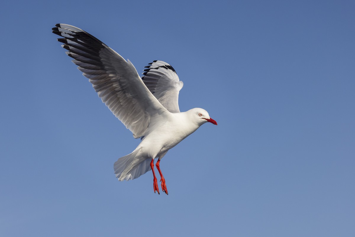 Silver Gull (Silver) - ML623816945