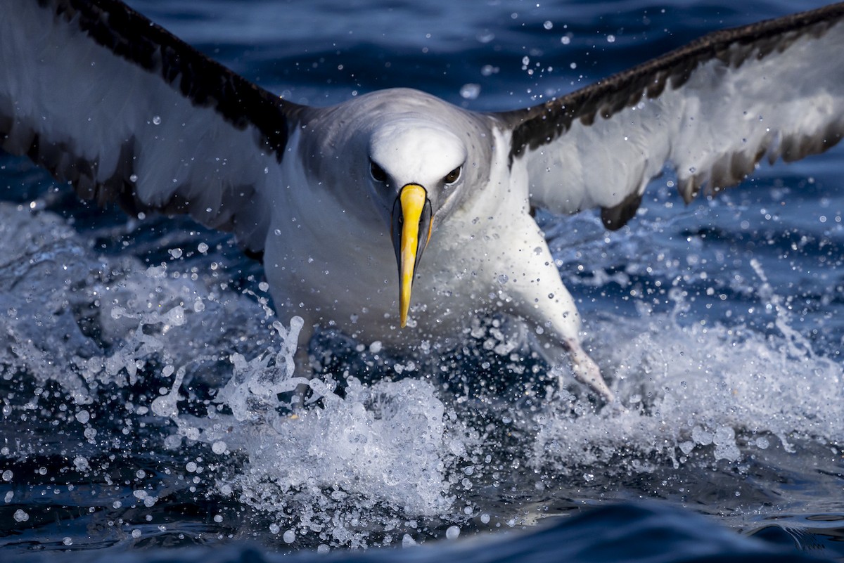 Buller's Albatross - ML623816949