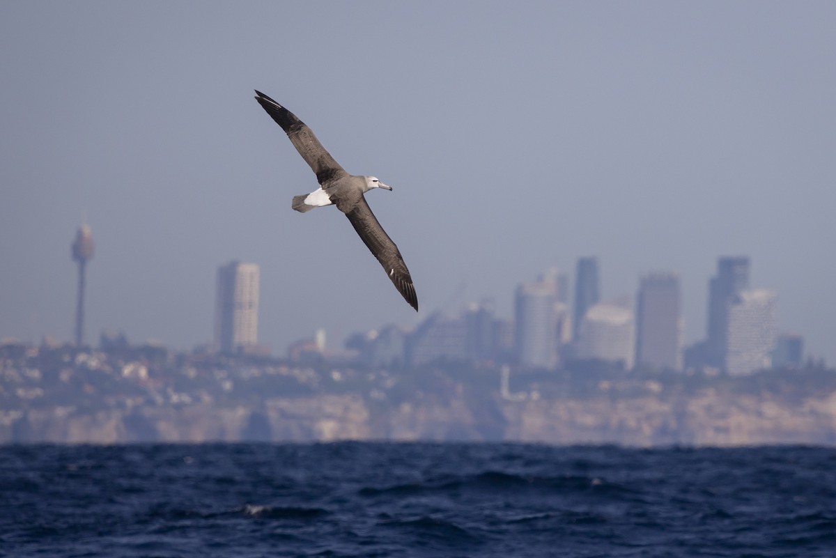 White-capped Albatross - ML623816953