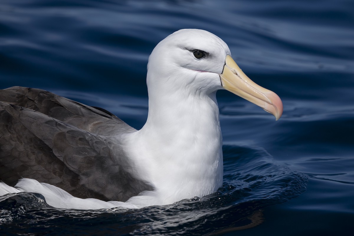 Black-browed Albatross (Black-browed) - ML623816961