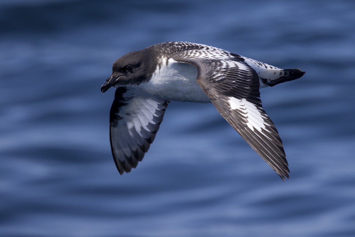 Cape Petrel - ML623816982