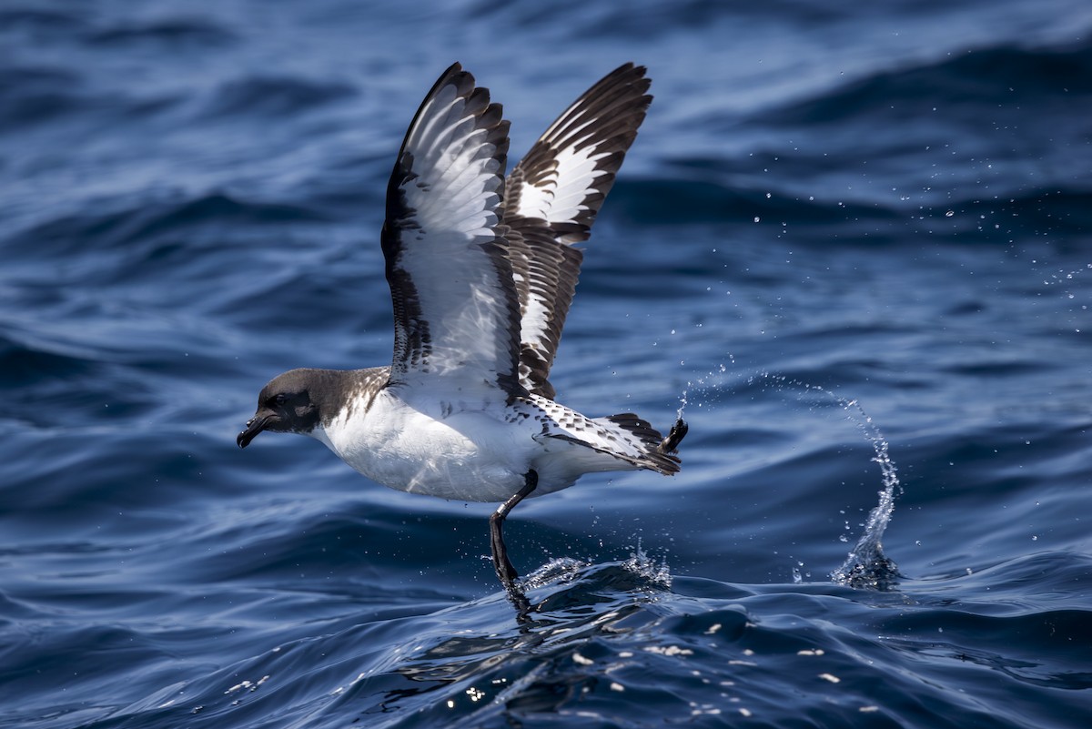 Cape Petrel - ML623816983