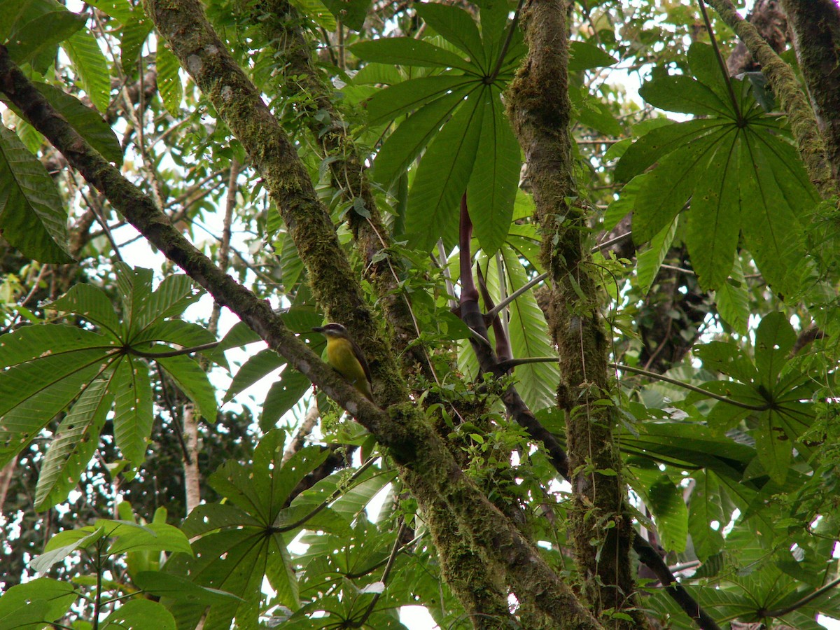 Golden-bellied Flycatcher - ML623816987