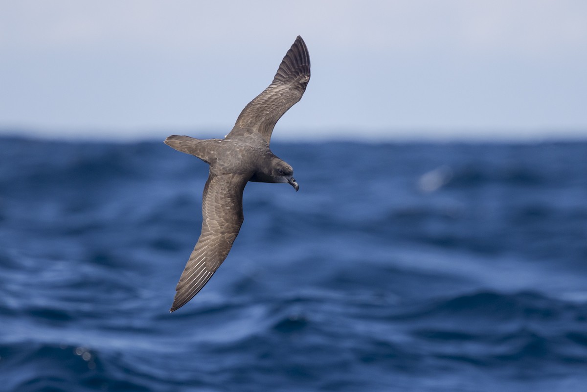 Gray-faced Petrel - ML623816988