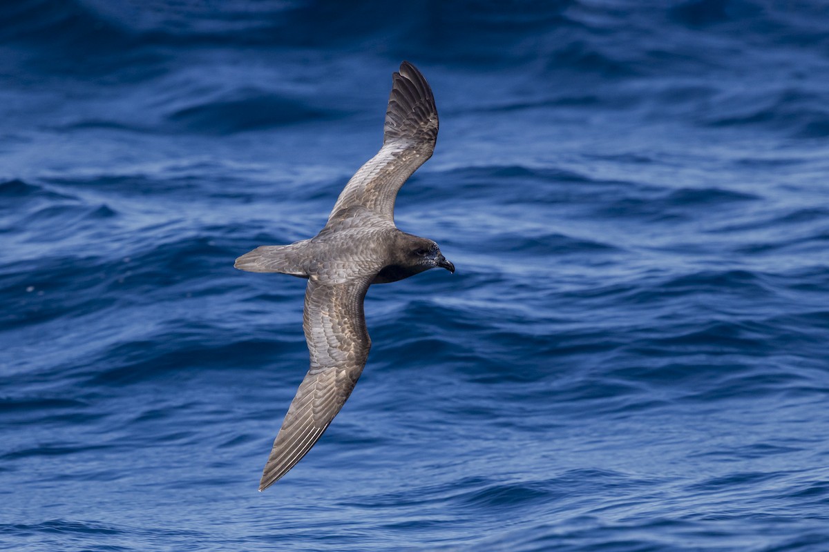 Providence Petrel - ML623816992