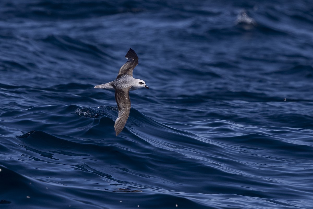 White-headed Petrel - ML623816993