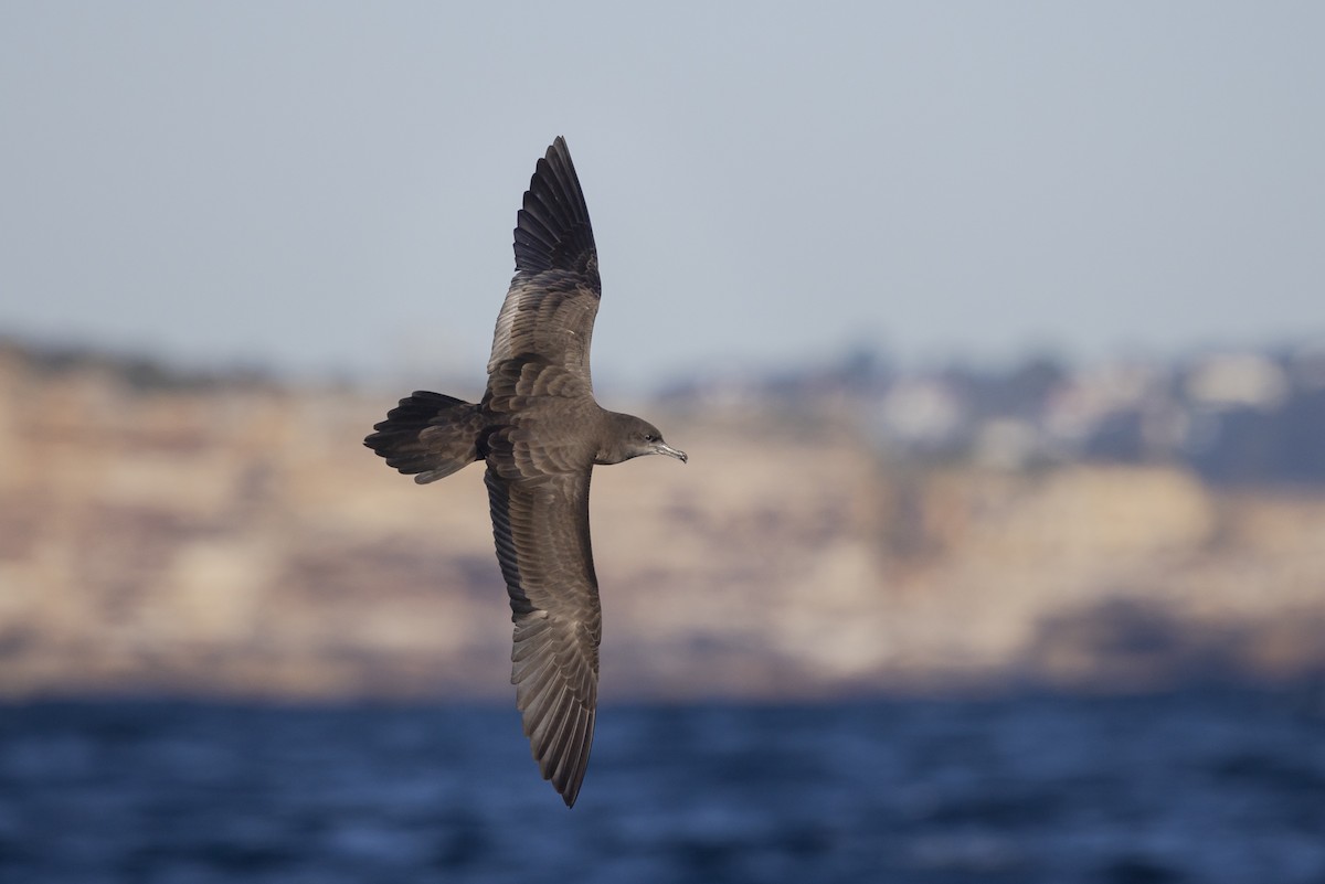 Wedge-tailed Shearwater - ML623817001