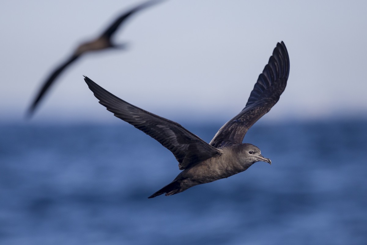 Wedge-tailed Shearwater - Jeremy Edwards