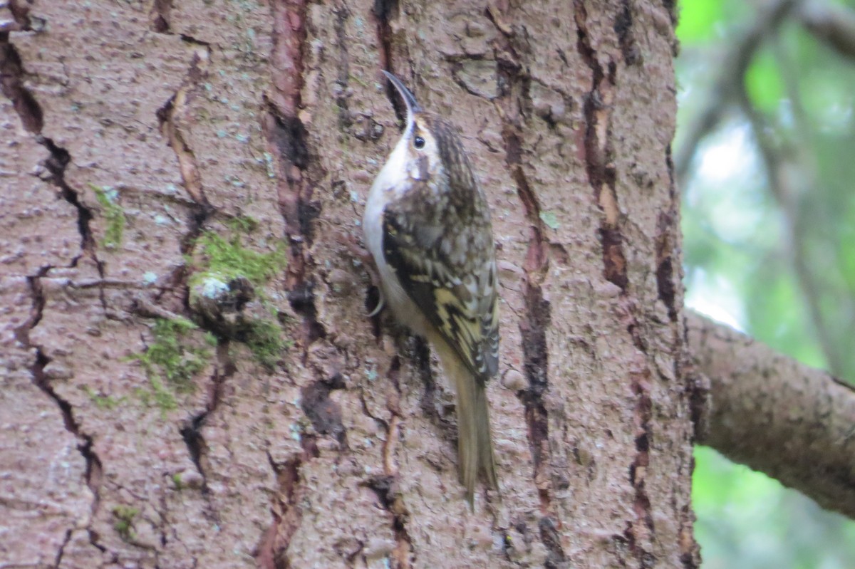 Brown Creeper - ML623817010