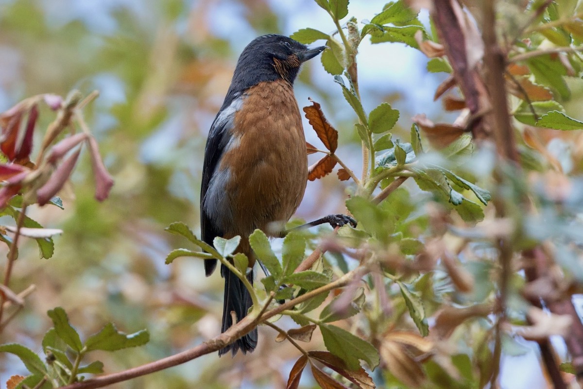 Black-throated Flowerpiercer - ML623817036