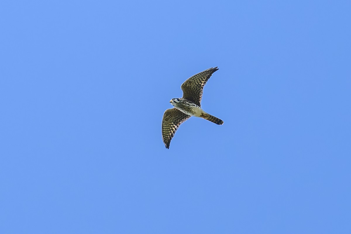 American Kestrel - ML623817037