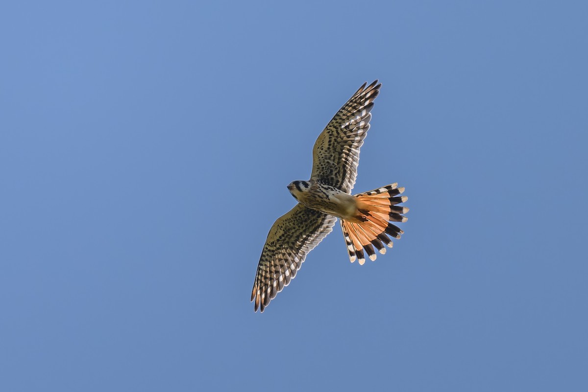 American Kestrel - ML623817038