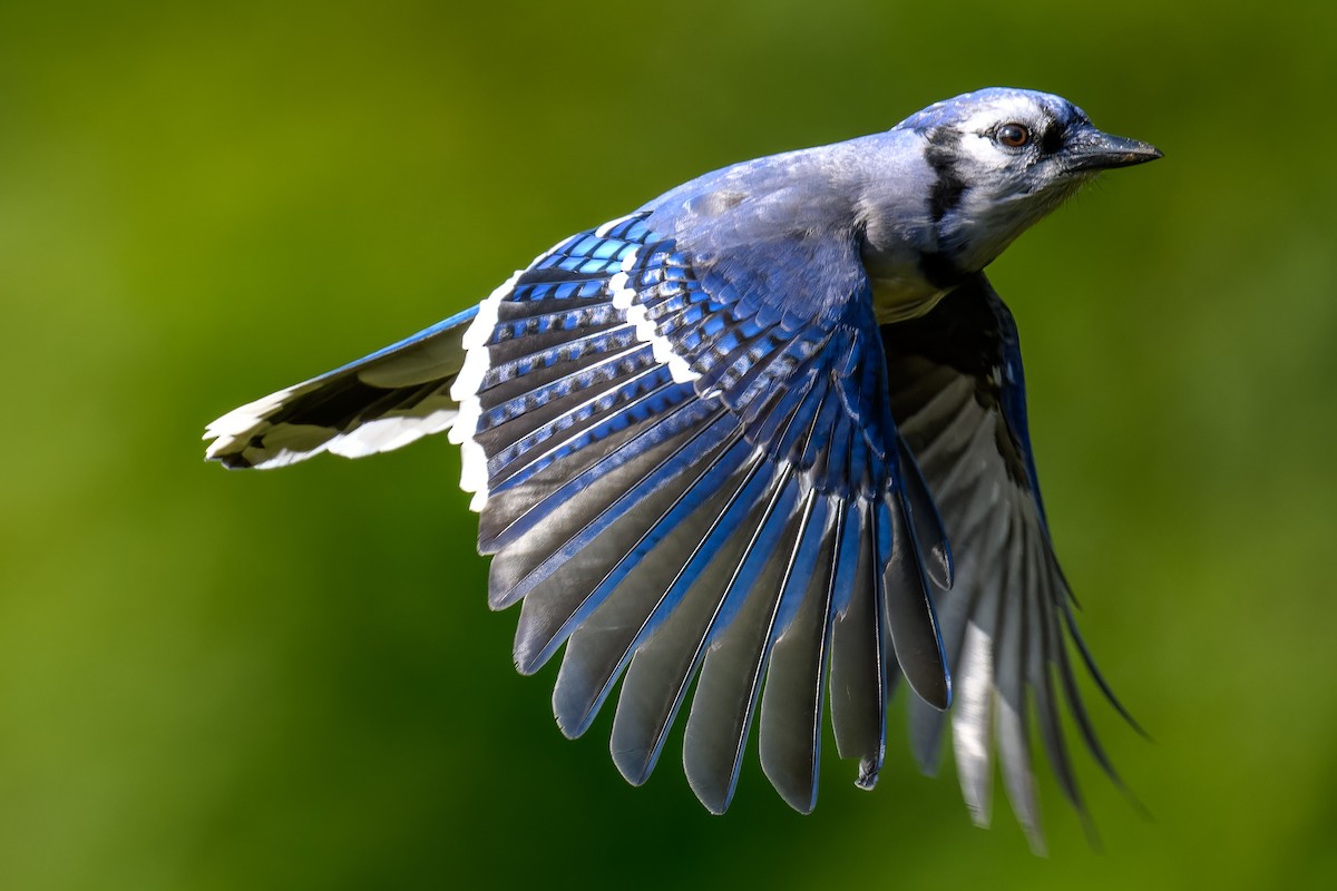 Blue Jay - ML623817050