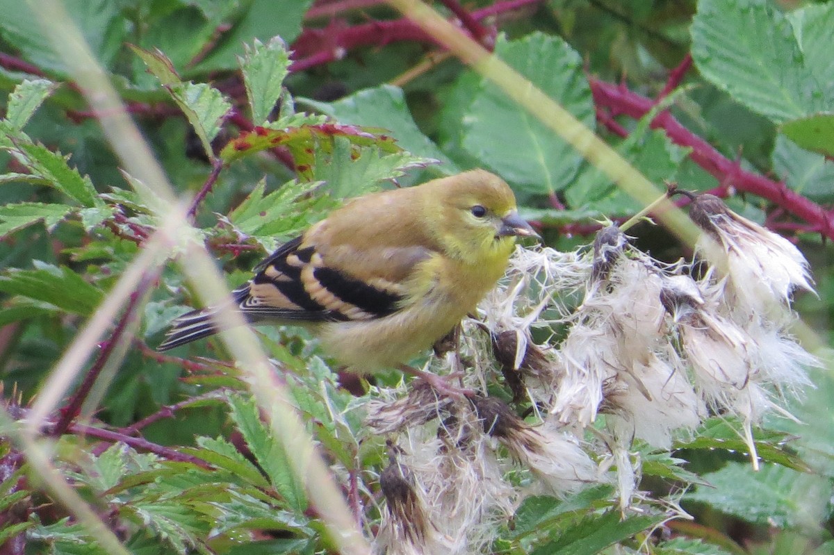 American Goldfinch - ML623817051