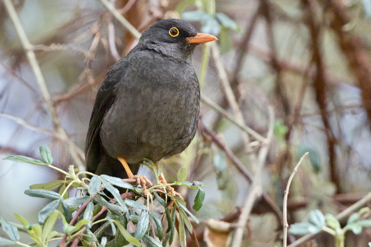 Great Thrush - ML623817055