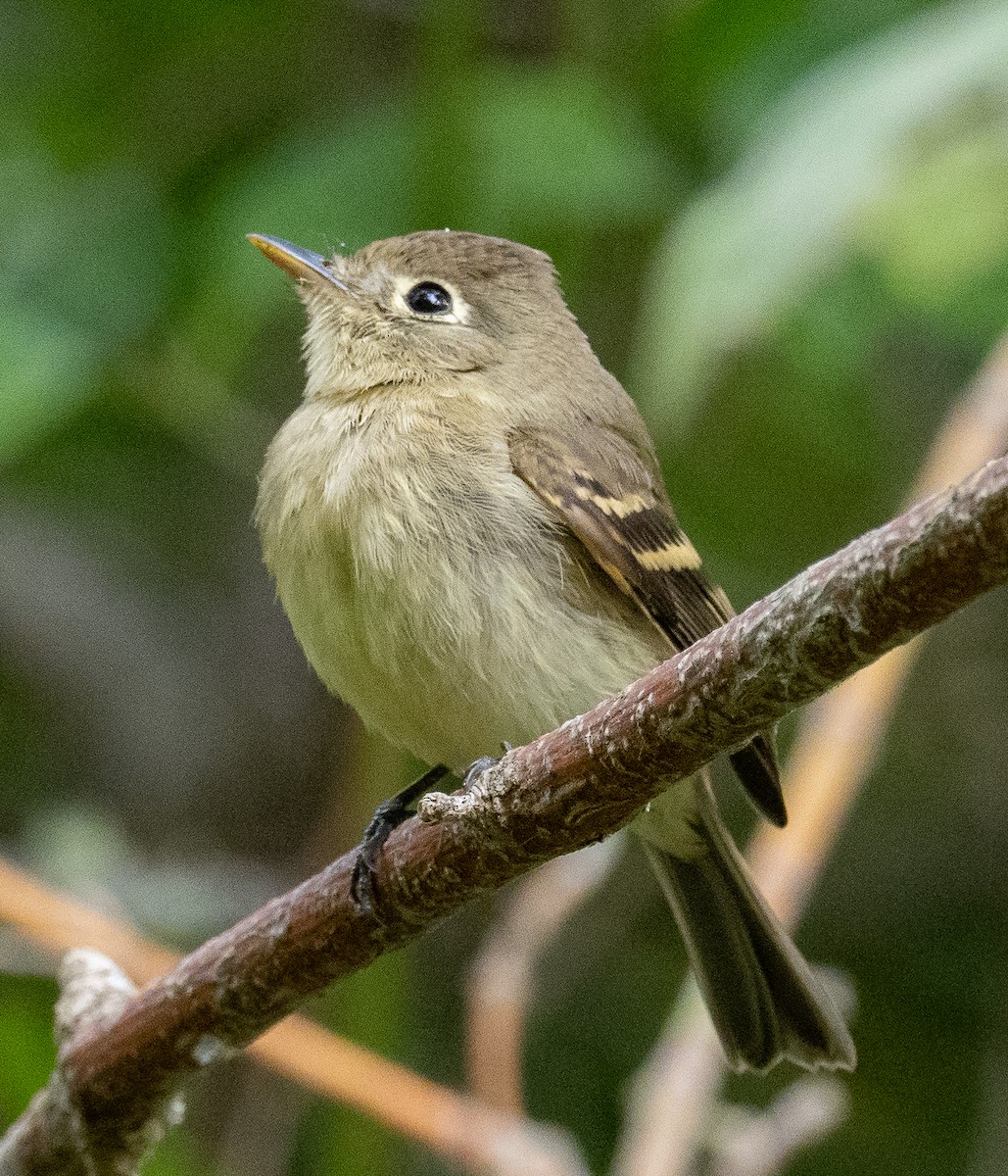 Western Flycatcher (Pacific-slope) - ML623817063