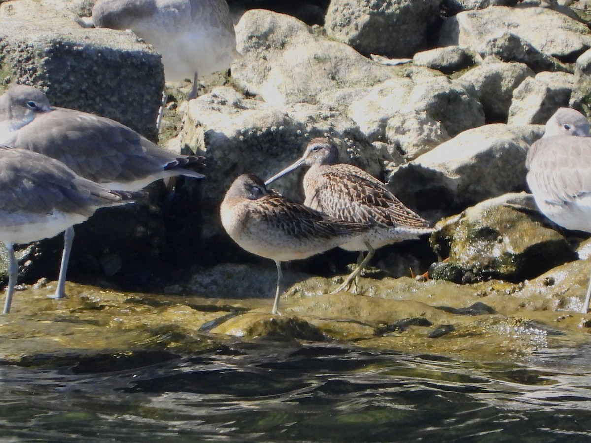 kortnebbekkasinsnipe - ML623817066