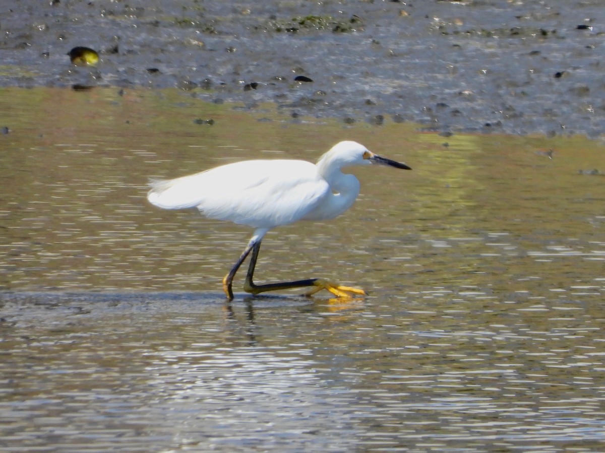 Snowy Egret - Thomas Kirby