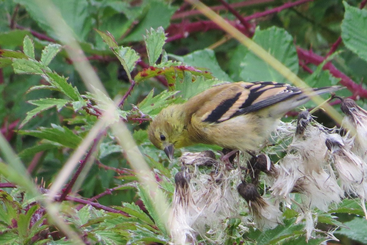 American Goldfinch - ML623817085