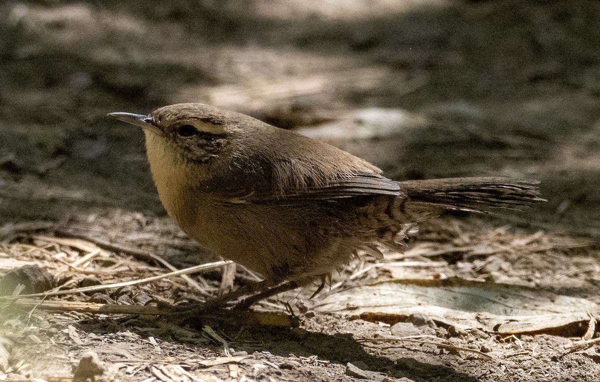 Bewick's Wren - ML623817088