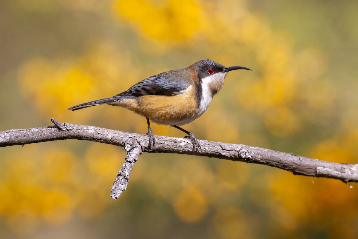 Eastern Spinebill - ML623817120