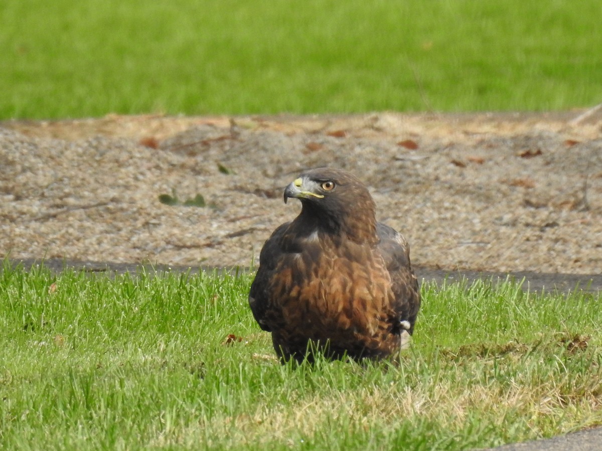 Red-tailed Hawk - ML623817131