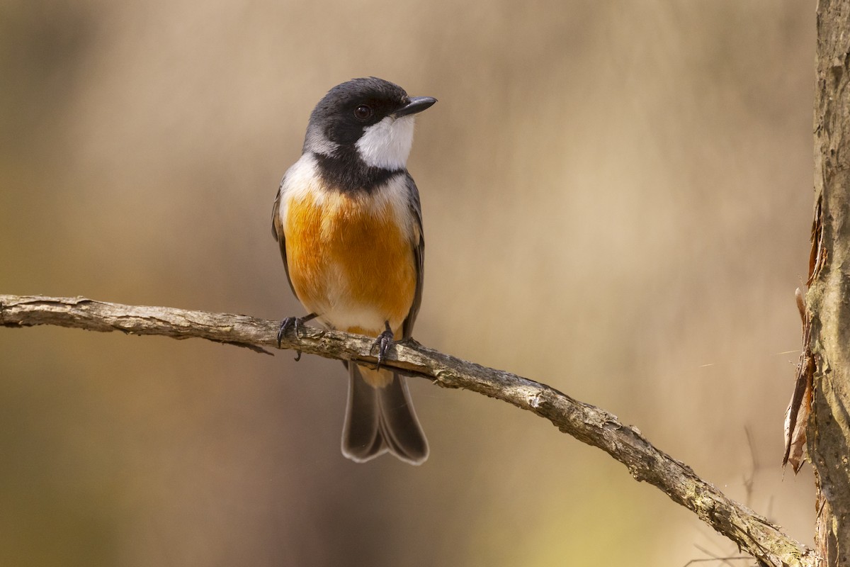 Rufous Whistler - ML623817132