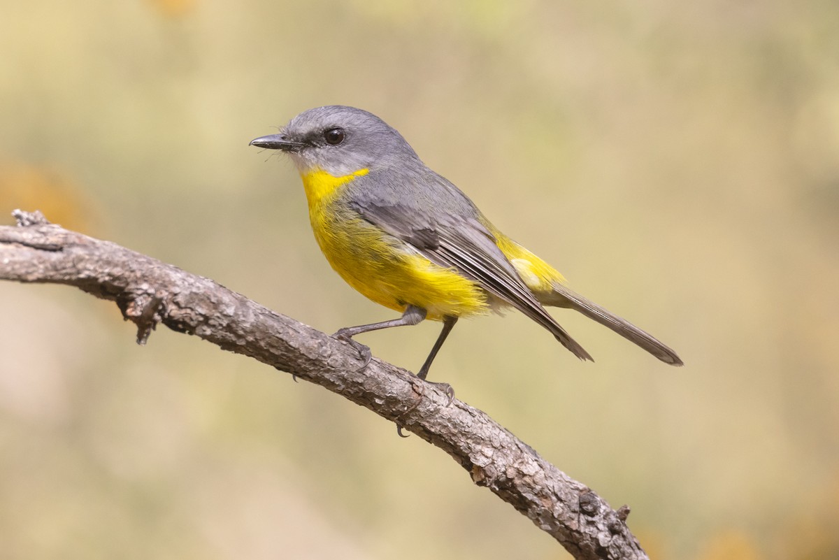 Eastern Yellow Robin - ML623817136