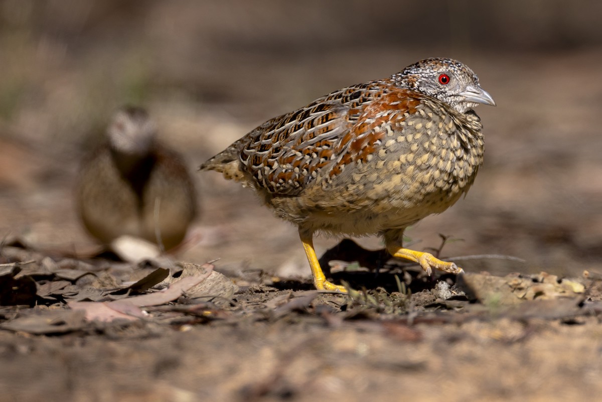 Painted Buttonquail - ML623817150