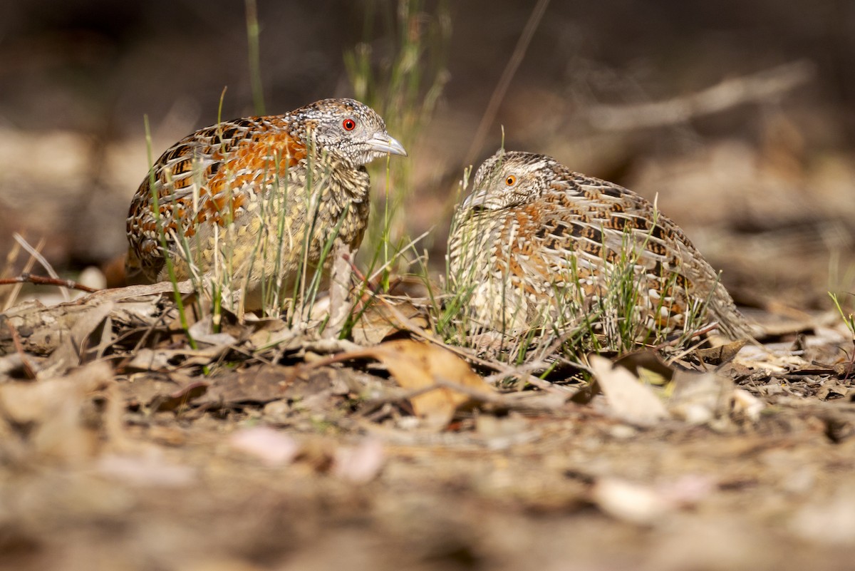 Painted Buttonquail - ML623817151