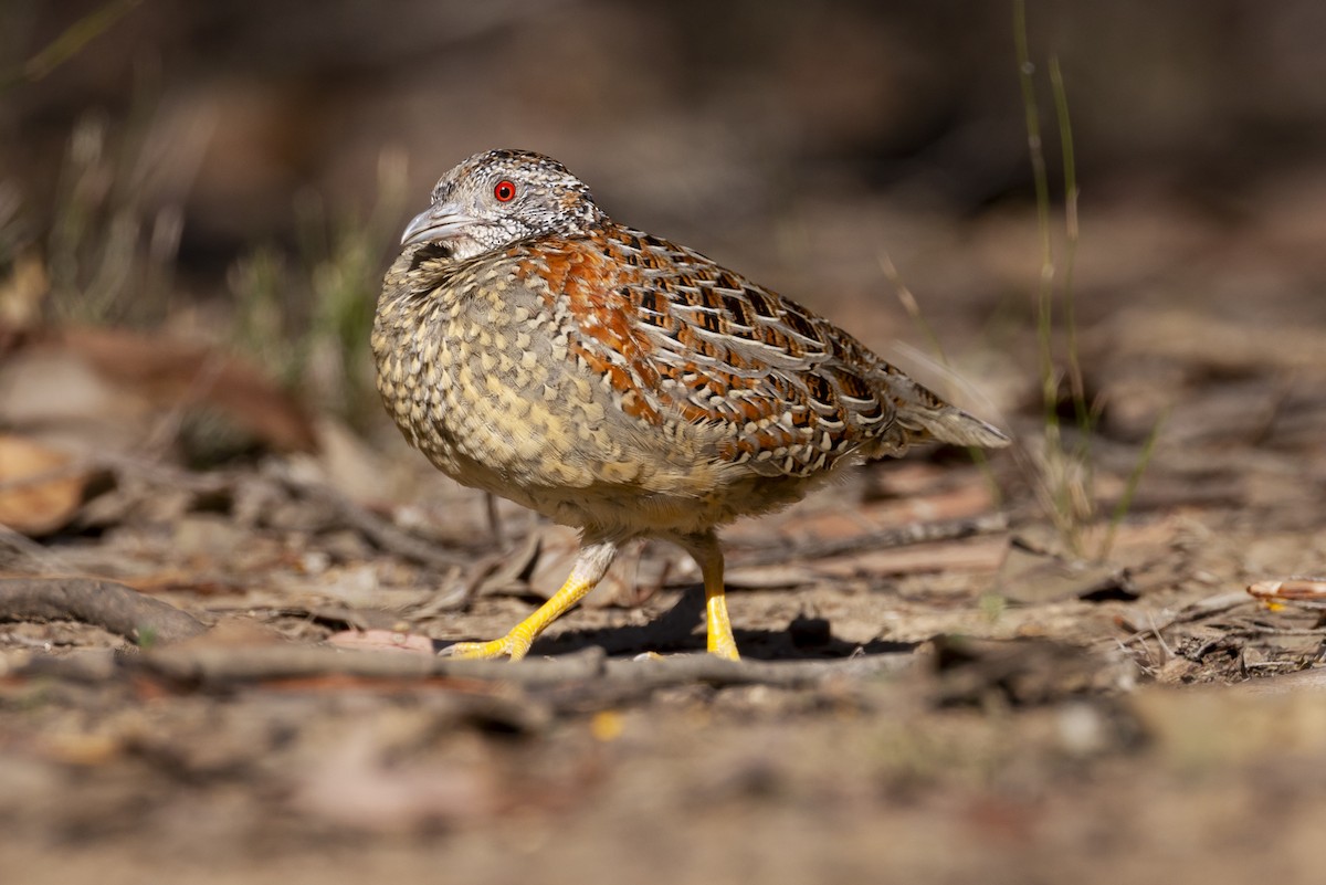 Painted Buttonquail - ML623817152