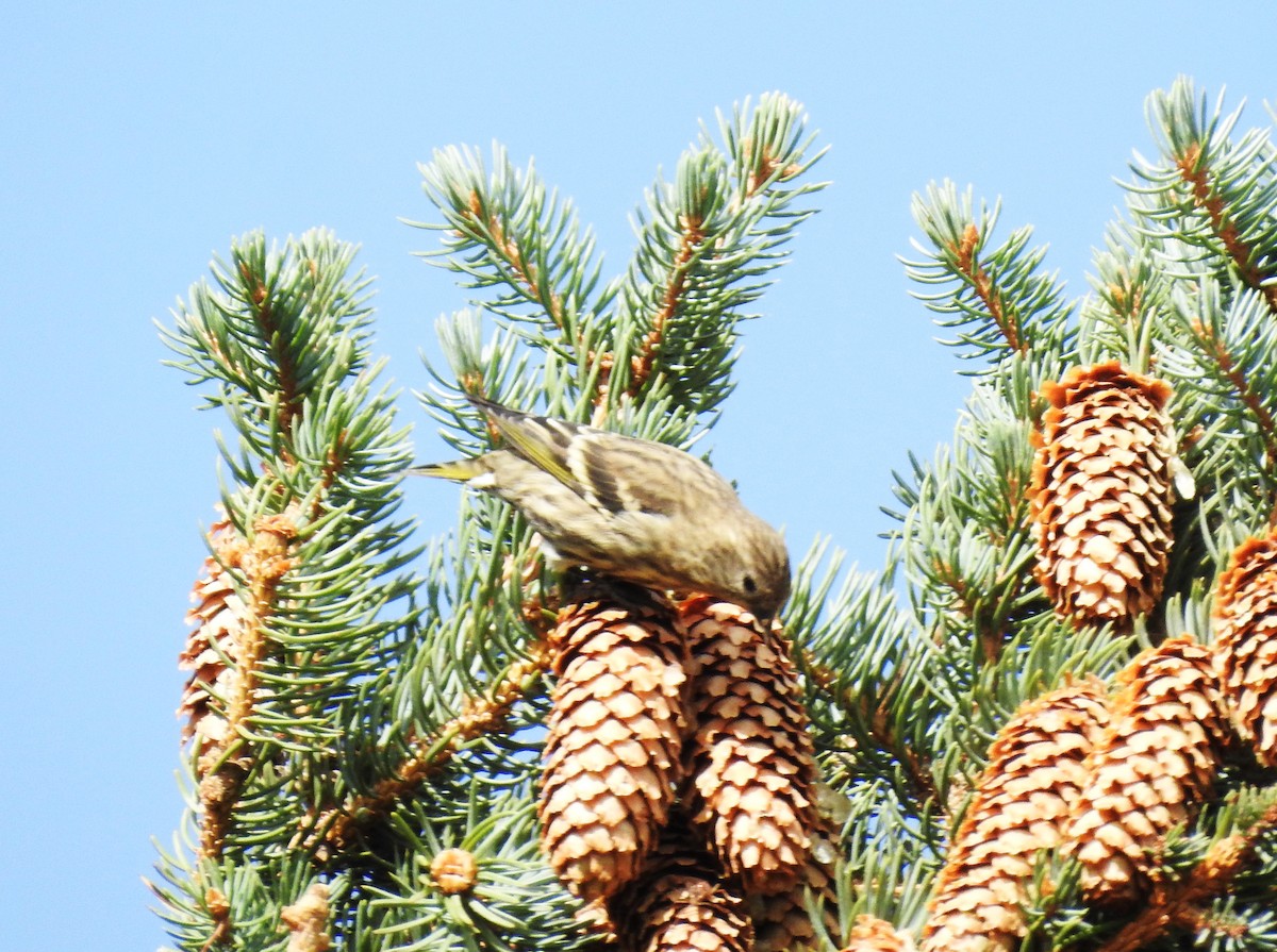 Pine Siskin - ML623817165