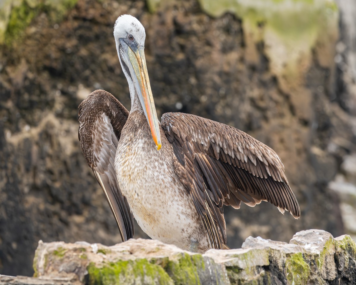 Peruvian Pelican - ML623817166