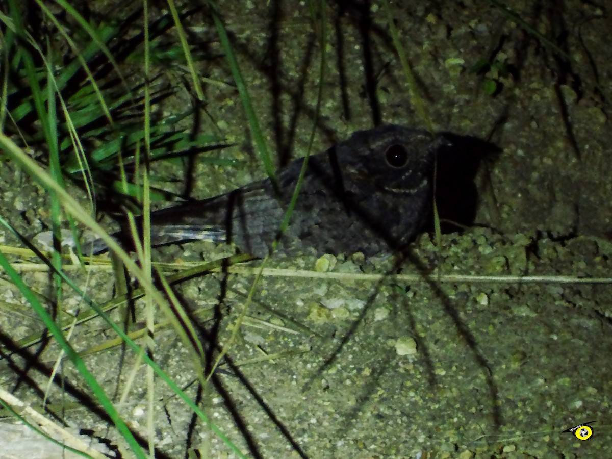 Buff-collared Nightjar - Christophe Lecocq