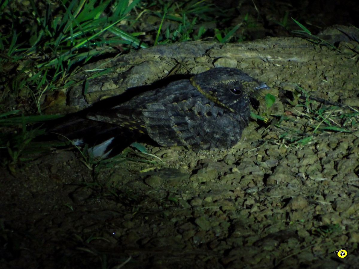 Buff-collared Nightjar - ML623817176