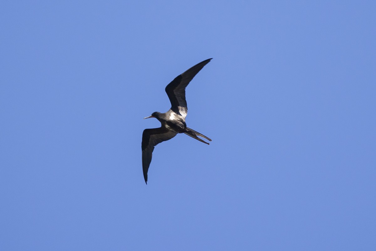 Lesser Frigatebird - ML623817183