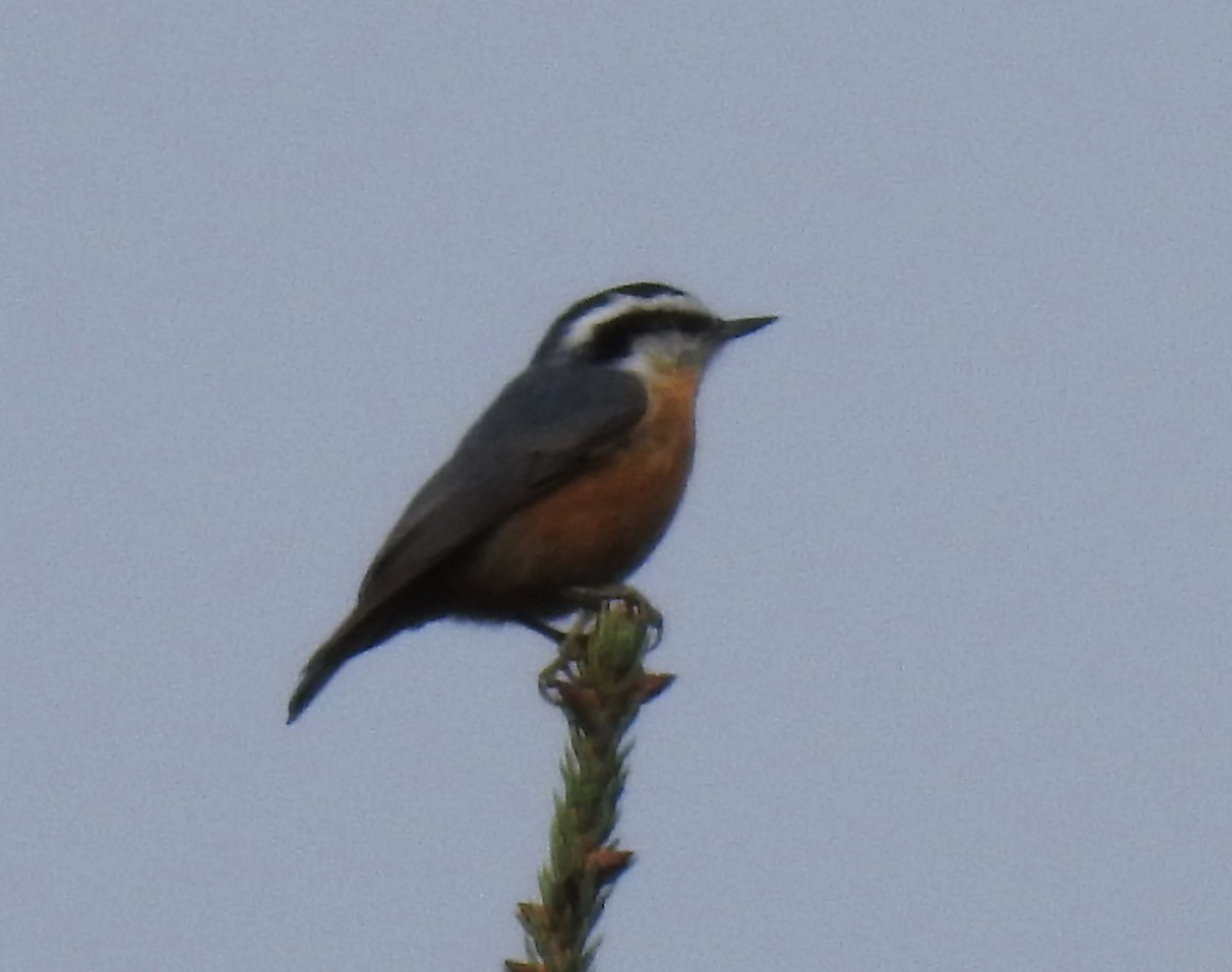 Red-breasted Nuthatch - ML623817186