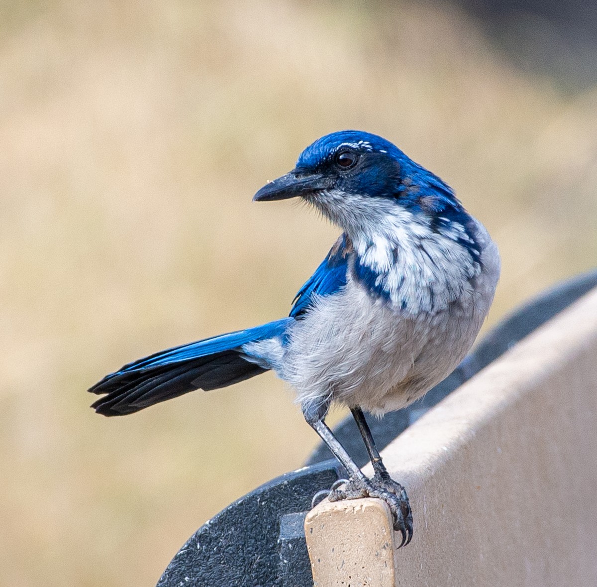 Island Scrub-Jay - ML623817207