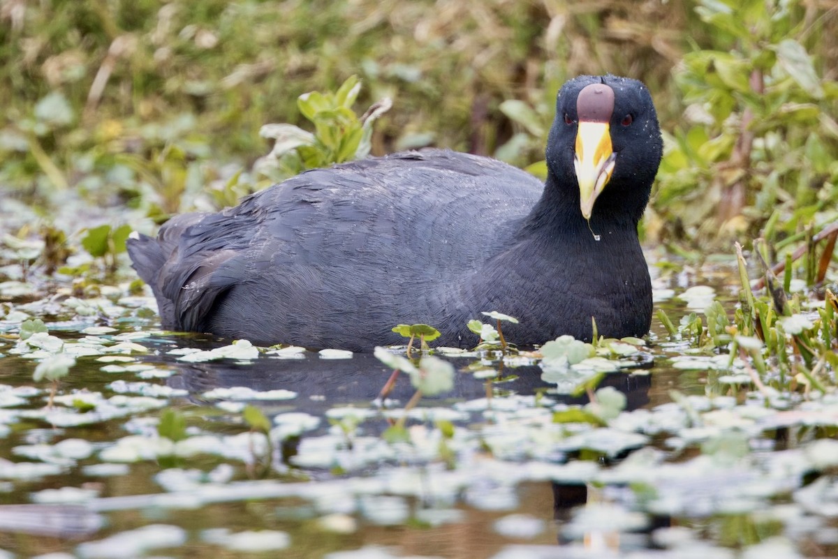 Slate-colored Coot - ML623817217