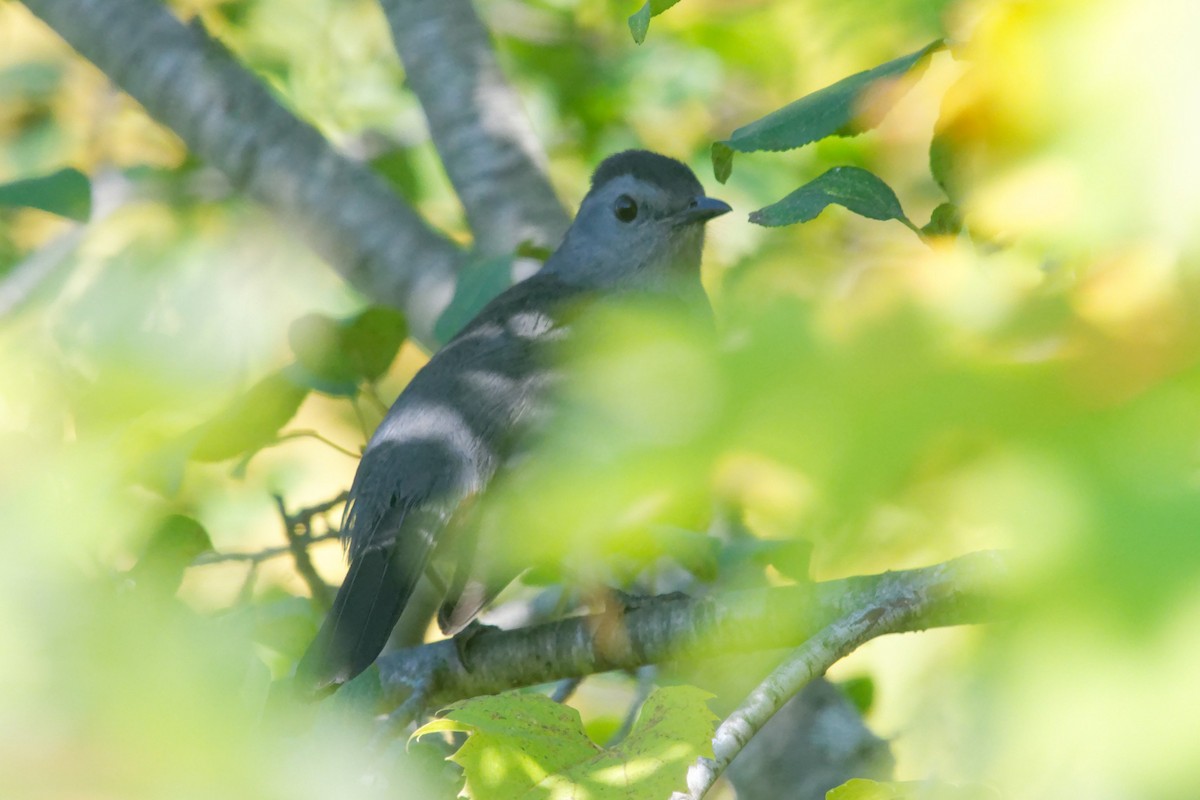 Gray Catbird - ML623817224