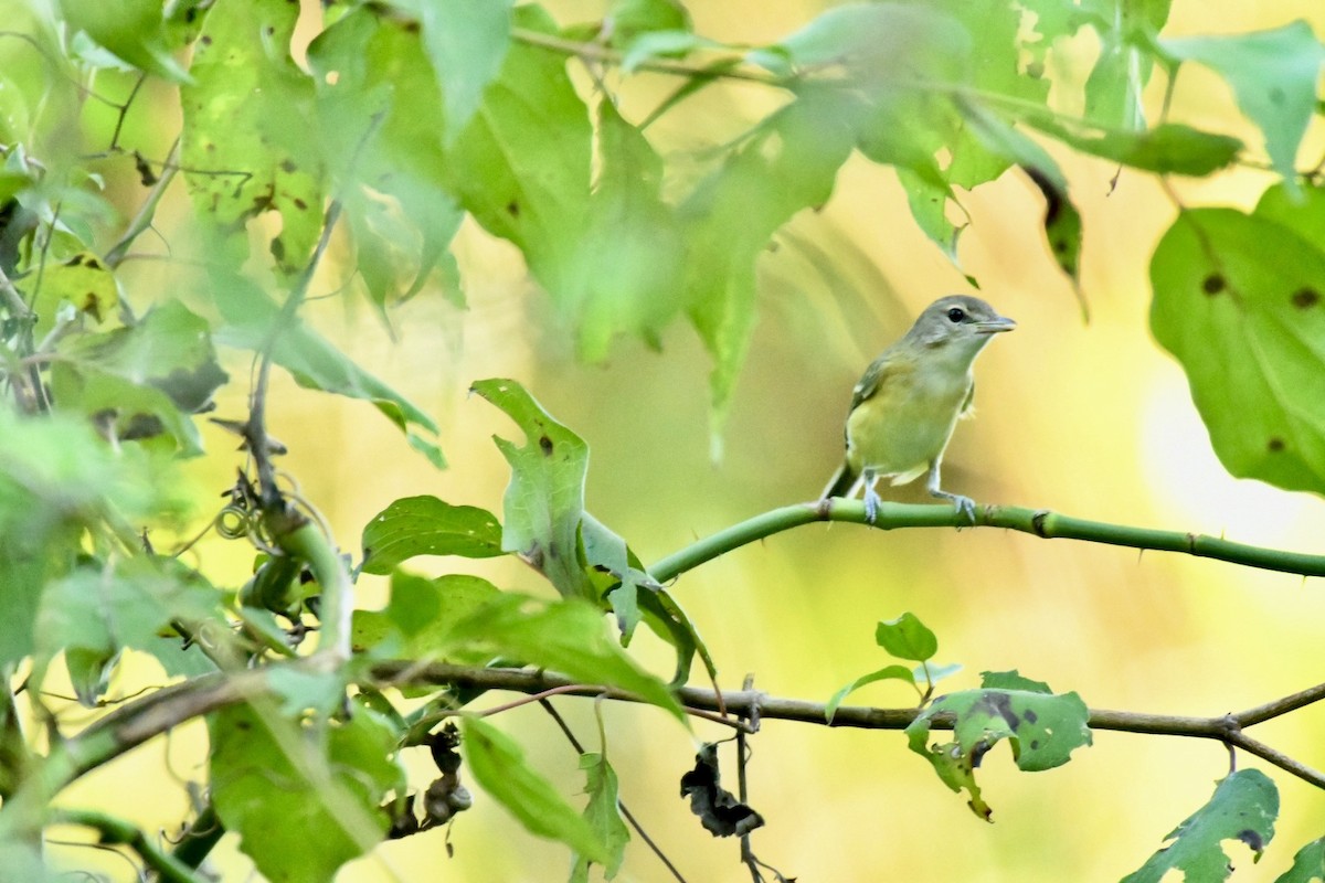 Bell's Vireo - ML623817238