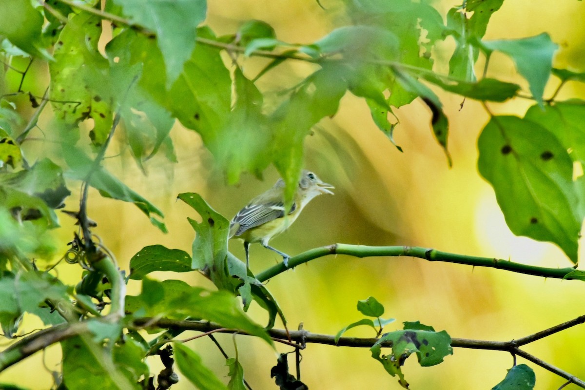 Bell's Vireo - ML623817239