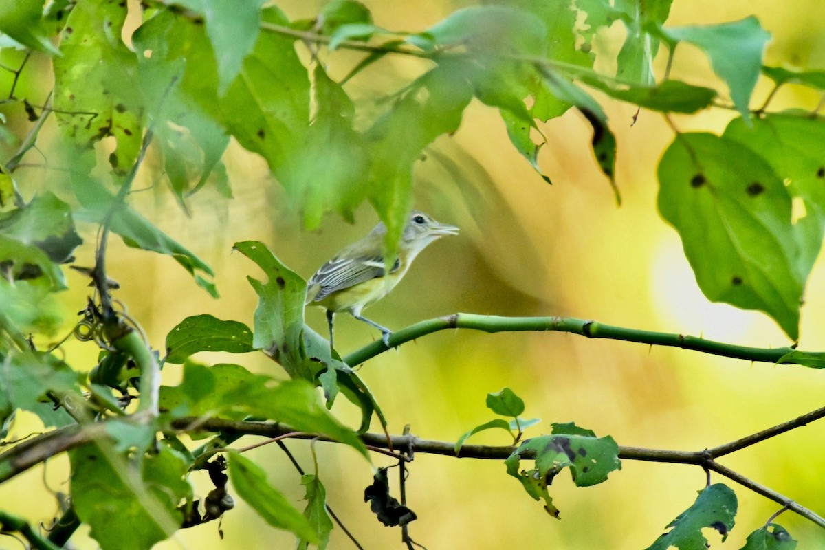 Bell's Vireo - ML623817240