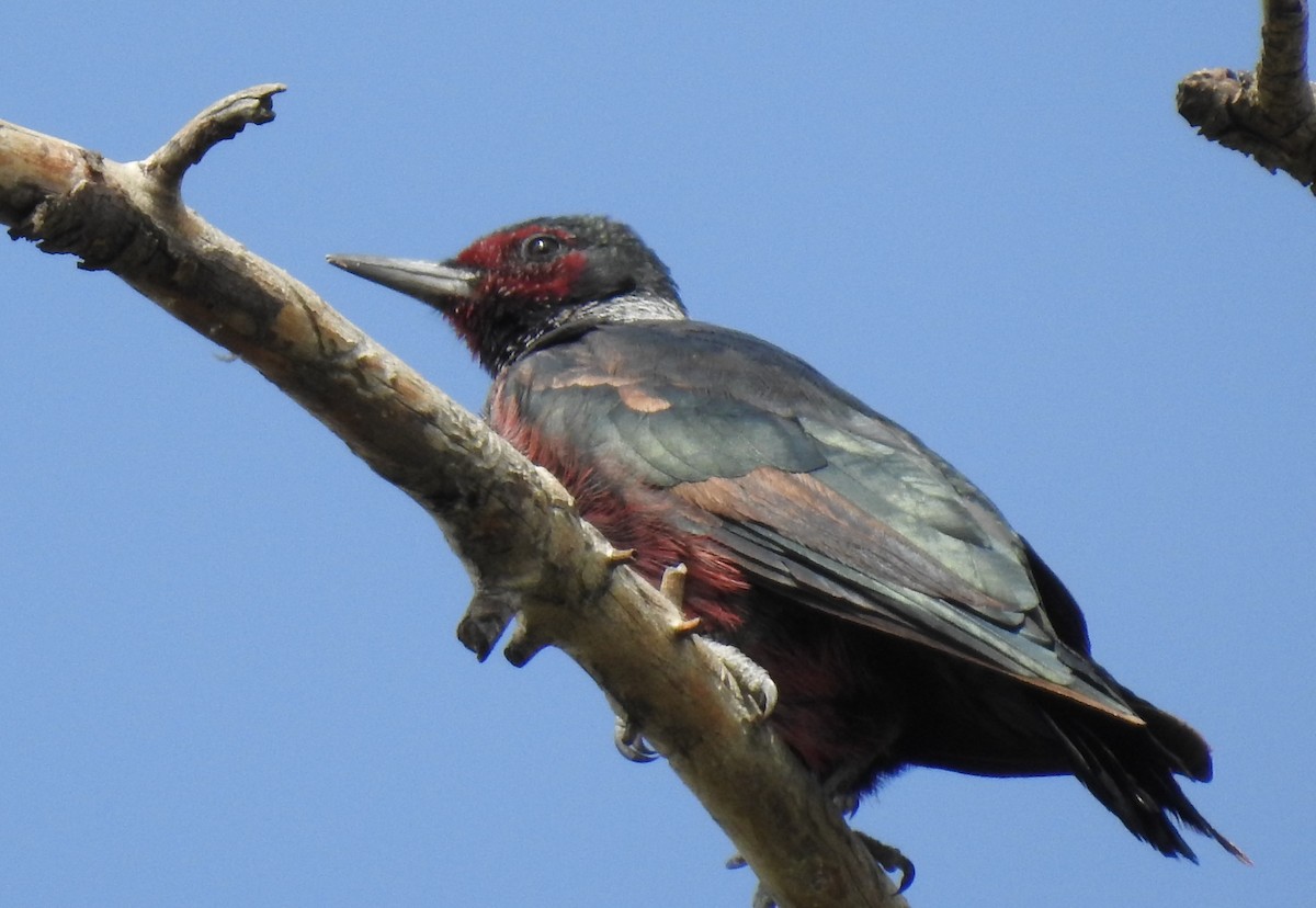 Lewis's Woodpecker - ML623817246