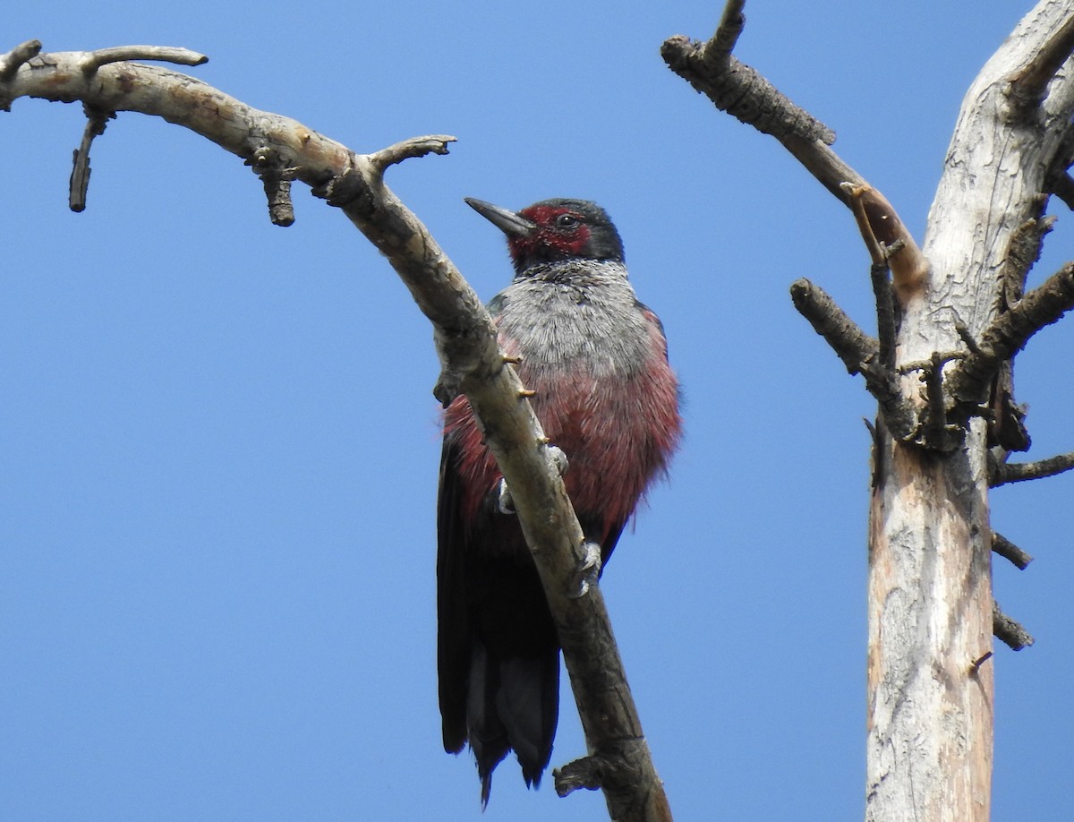 Lewis's Woodpecker - ML623817247